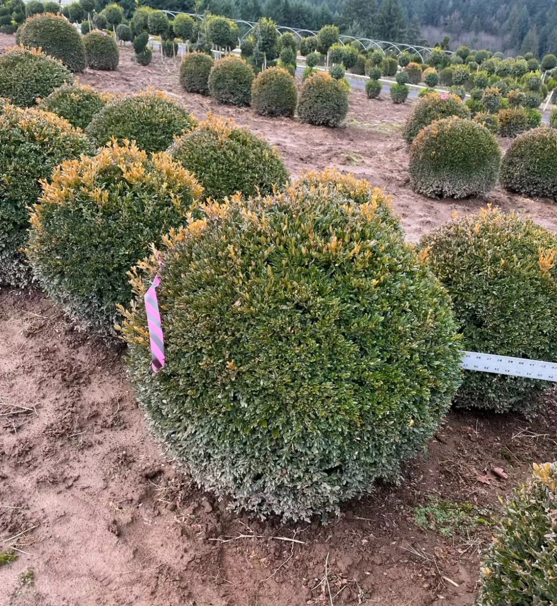 Buy Buxus 'Green Gem' (3 Tier Topiary) (Three Tier Boxwood Topiary), image size:1102x1200