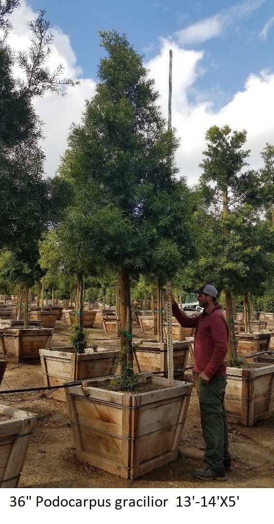 Buy Podocarpus gracilior (Standard) (Fern Pine) | Bidscape