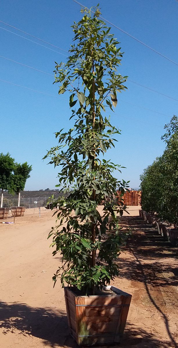 Buy Lophostemon confertus (Tristania conferta) (Brisbane Box)