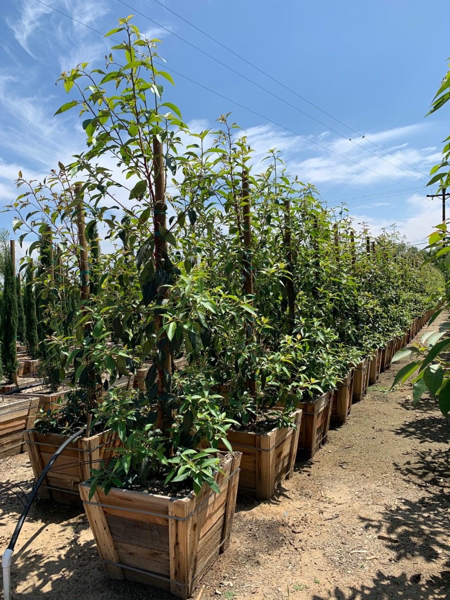 Buy Lophostemon confertus (Tristania conferta) (Brisbane Box)