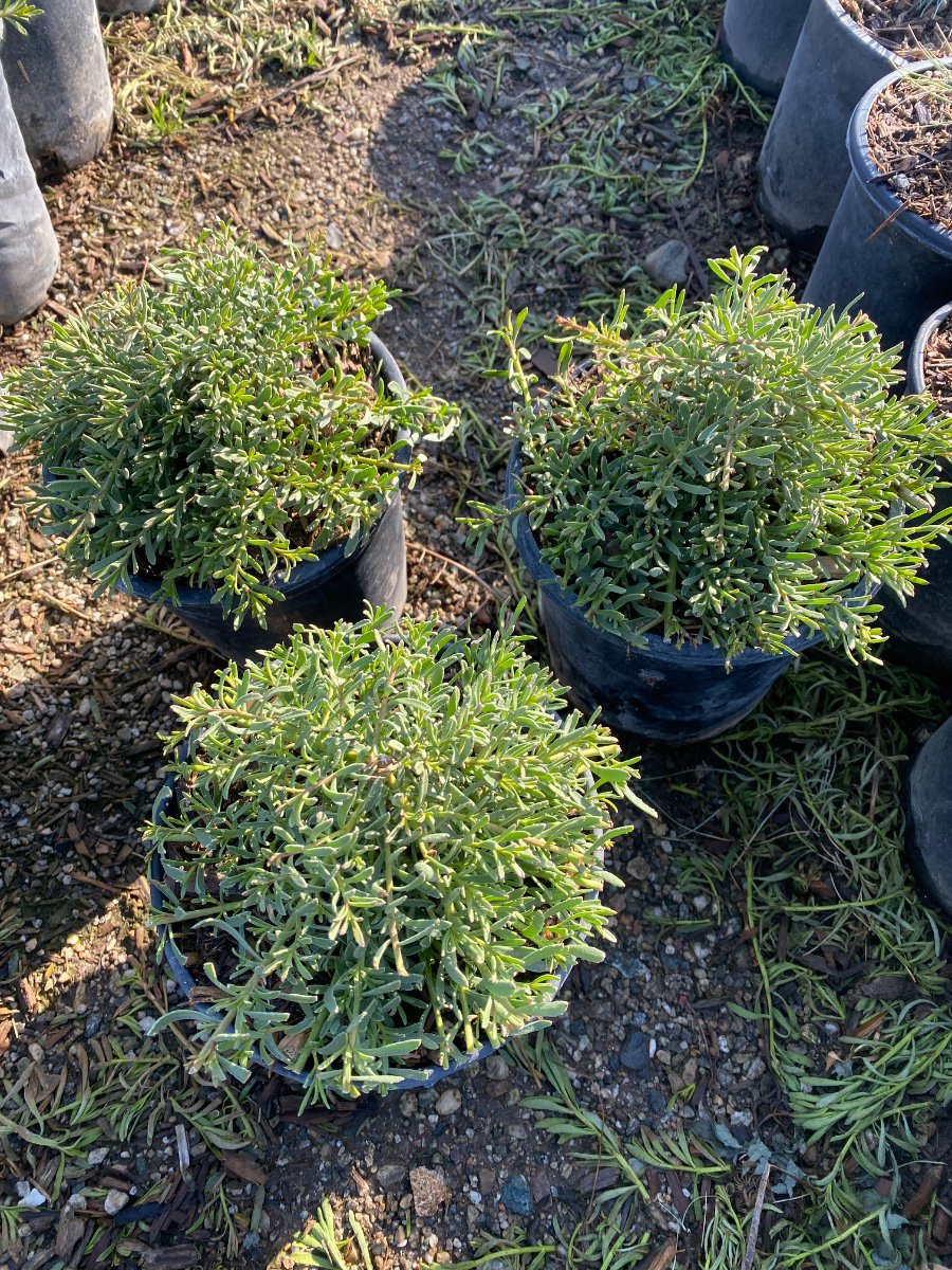 Buy Agave 'Sharkskin' (Sharkskin Agave) | Bidscape