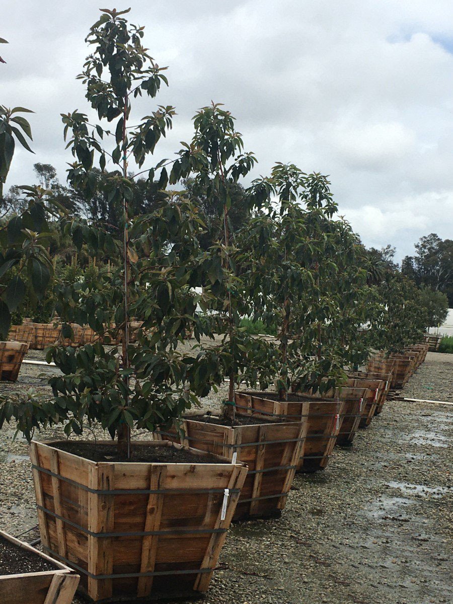 Buy Lophostemon confertus (Tristania conferta)(Low Branching)