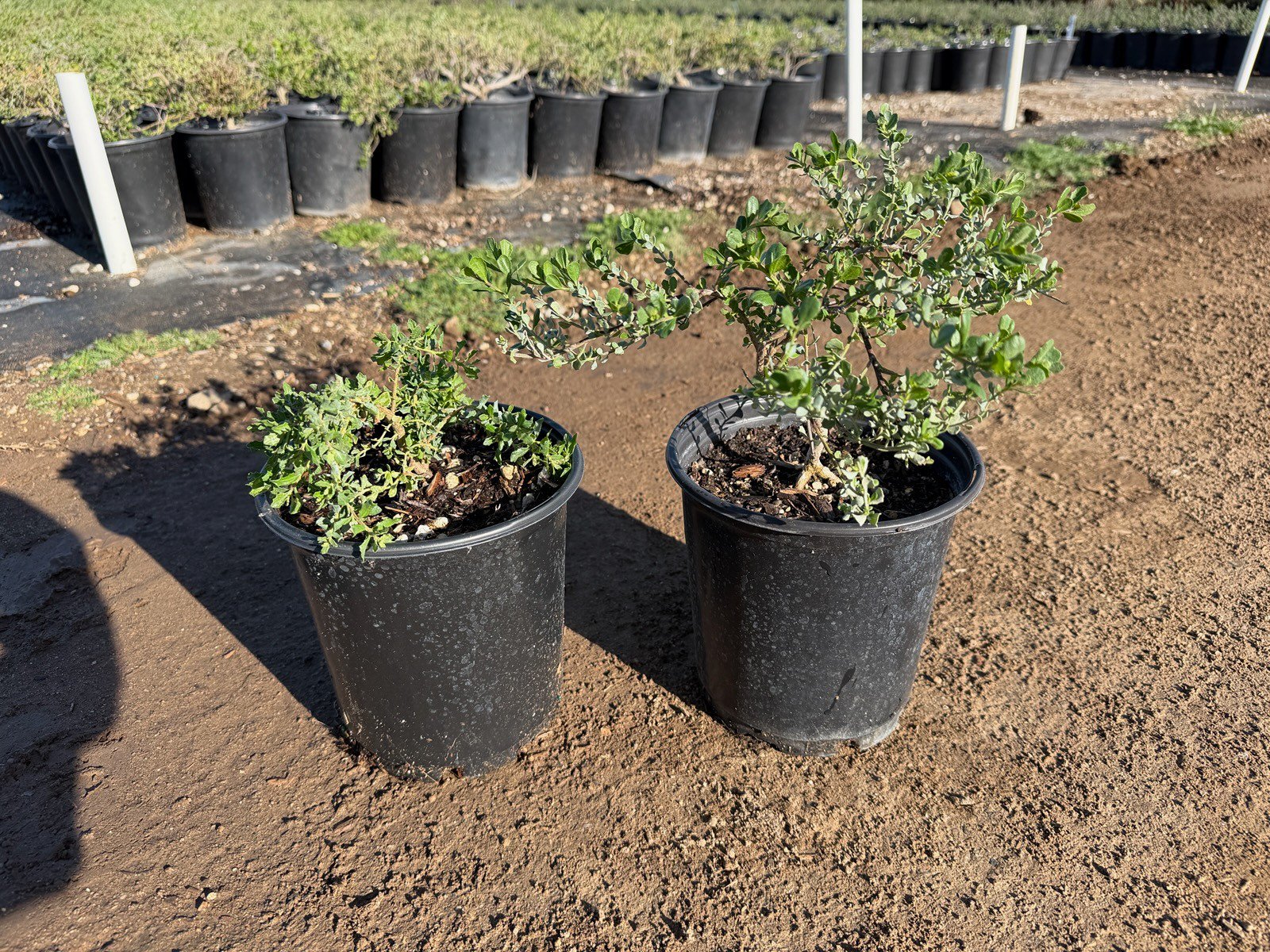 Buy Fraxinus uhdei (Standard) (Shamel Ash, Evergreen Ash) | Bidscape