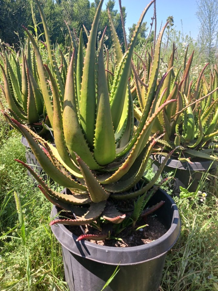 Buy Aloe cameronii (Red Aloe) | Bidscape