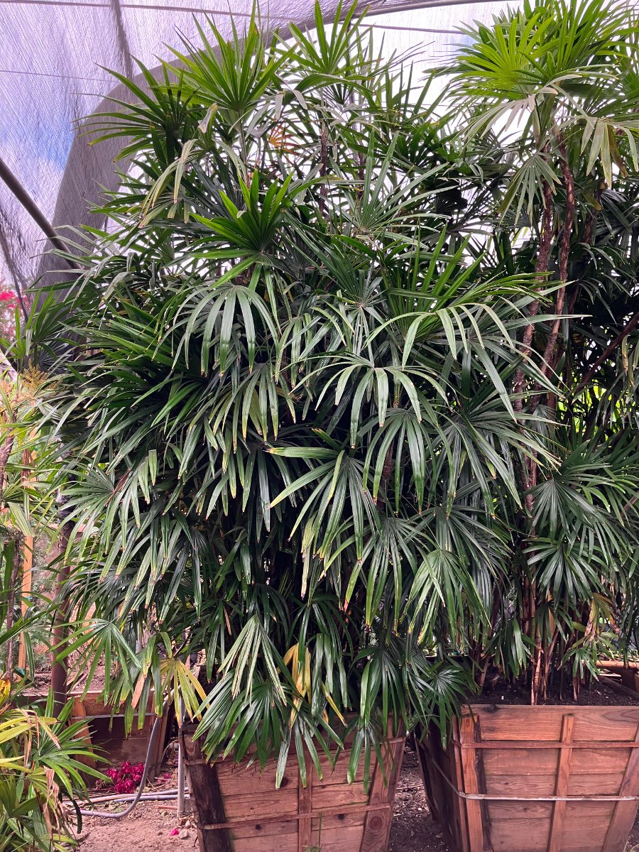 Buy Dracaena fragrans 'Michiko' (Michiko Corn Plant) | Bidscape
