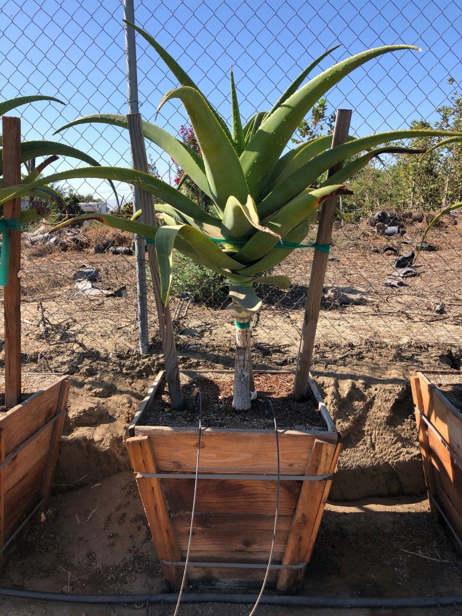 ＡＬＯＥです。 Buy Aloe barberae (A. bainesii) (Tree Aloe) | Bidscape