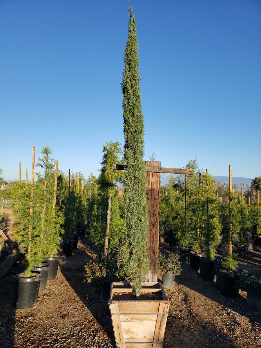Cypress Bonsai Cupressus Sempervirens Seeds - Italian Mediterranean Cypress  Trees, Bulk Quantity 100 To 1000 Seeds Italian Cypress For Sale