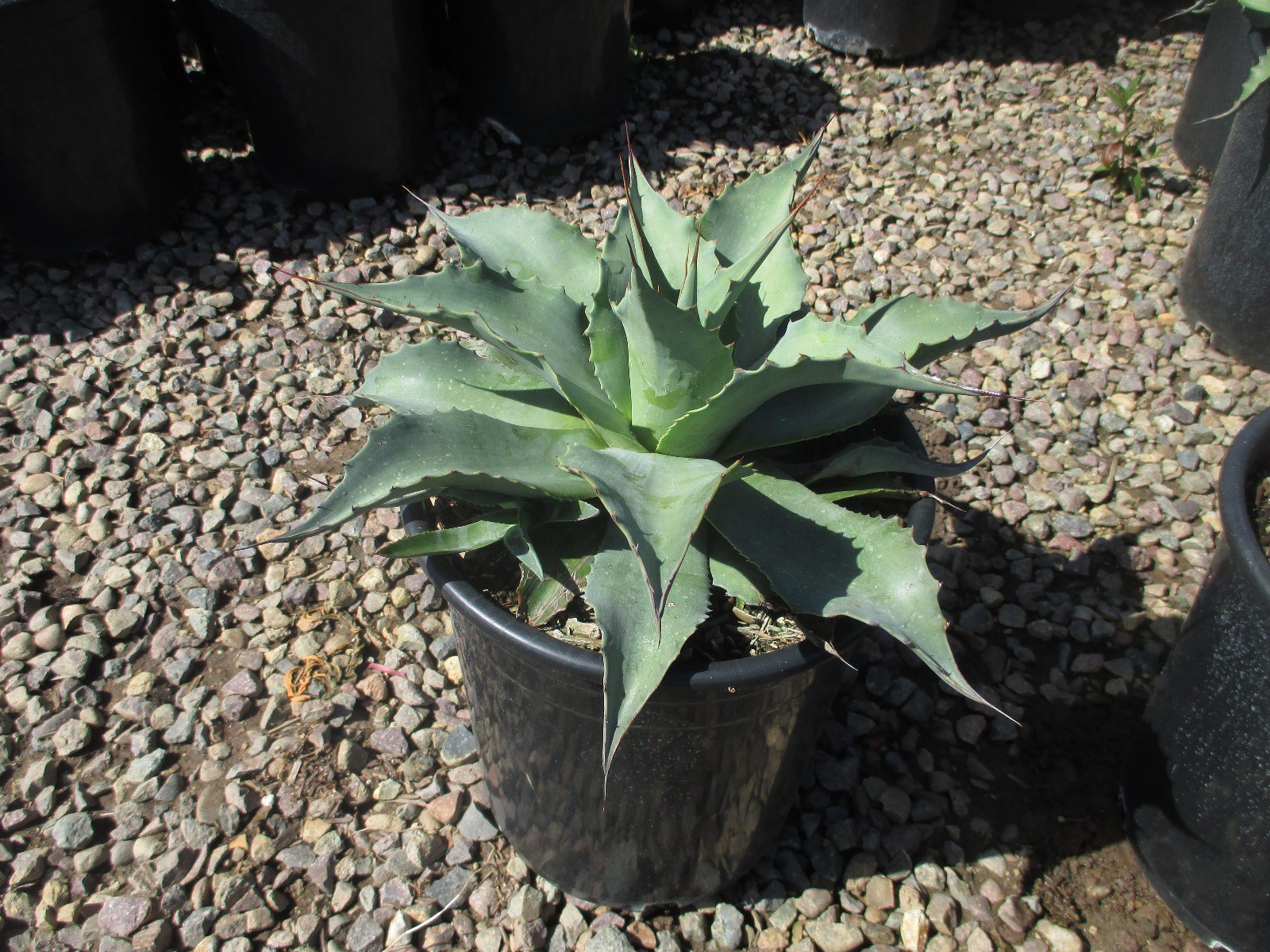 Buy Agave ovatifolia (Whale's Tongue Agave) | Bidscape