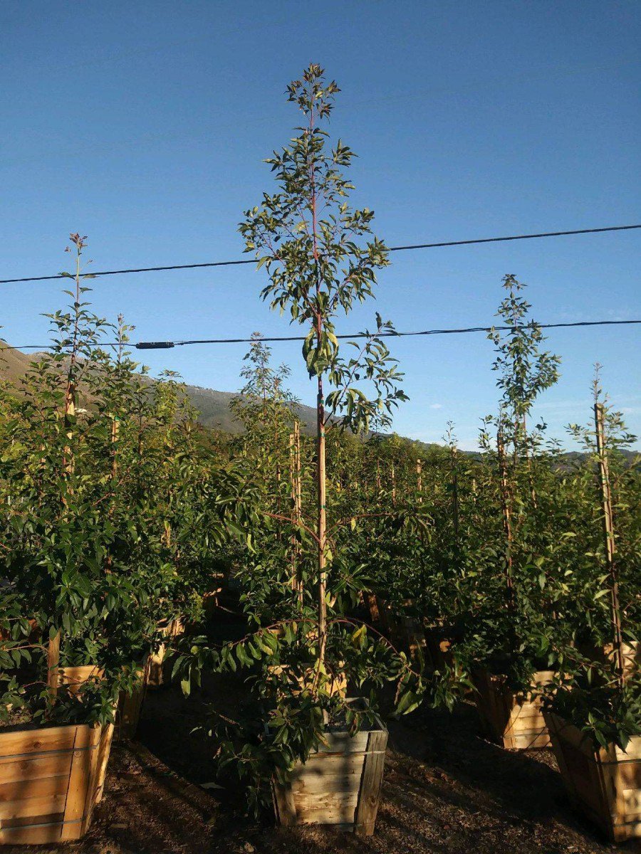 Buy Lophostemon confertus (Tristania conferta) (Brisbane Box)