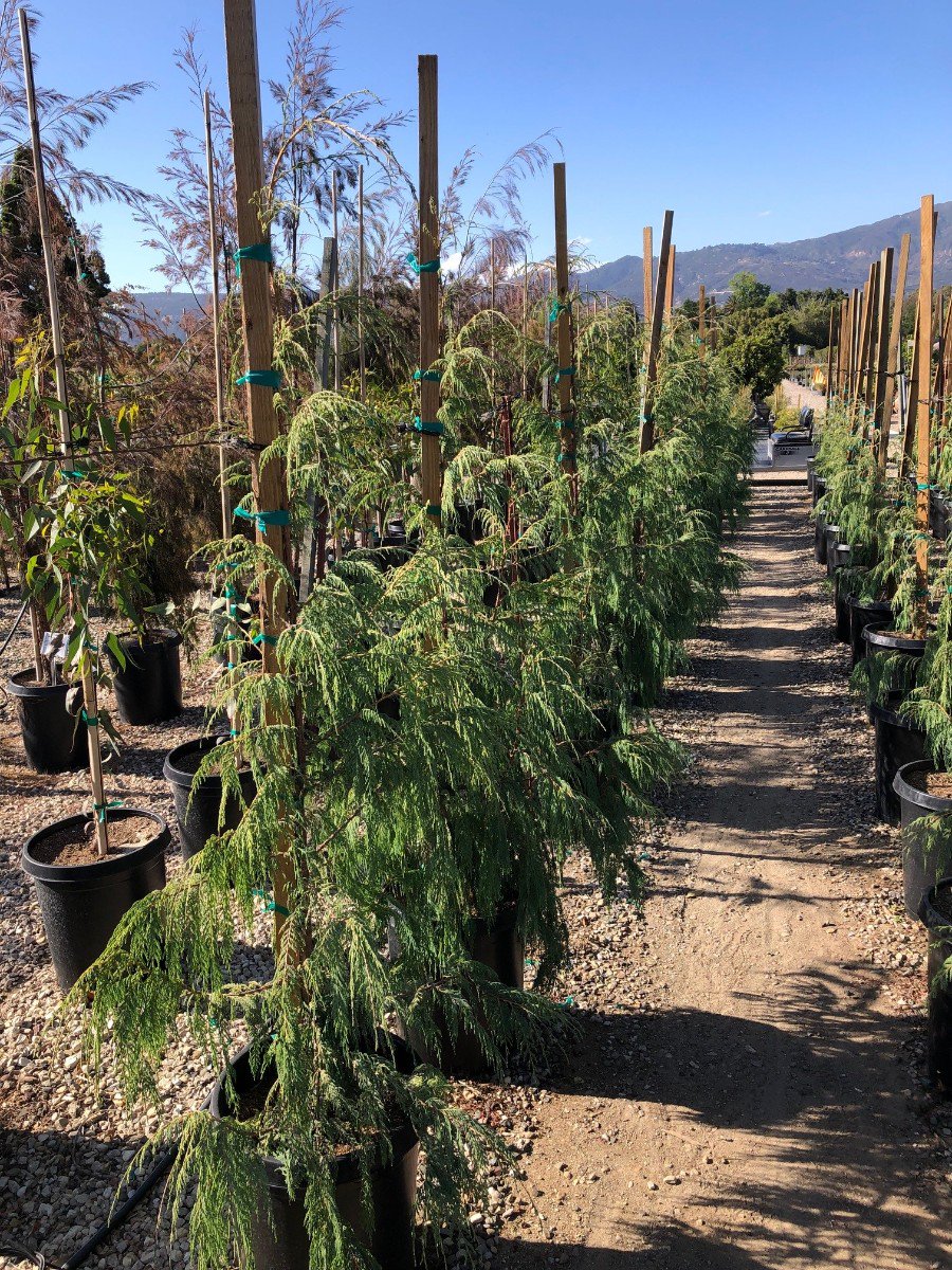 Buy Fargesia nitida (Fountain Bamboo) | Bidscape