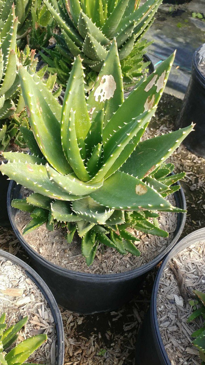 ＡＬＯＥです。 Buy Aloe x nobilis (Golden Toothed Aloe) | Bidscape