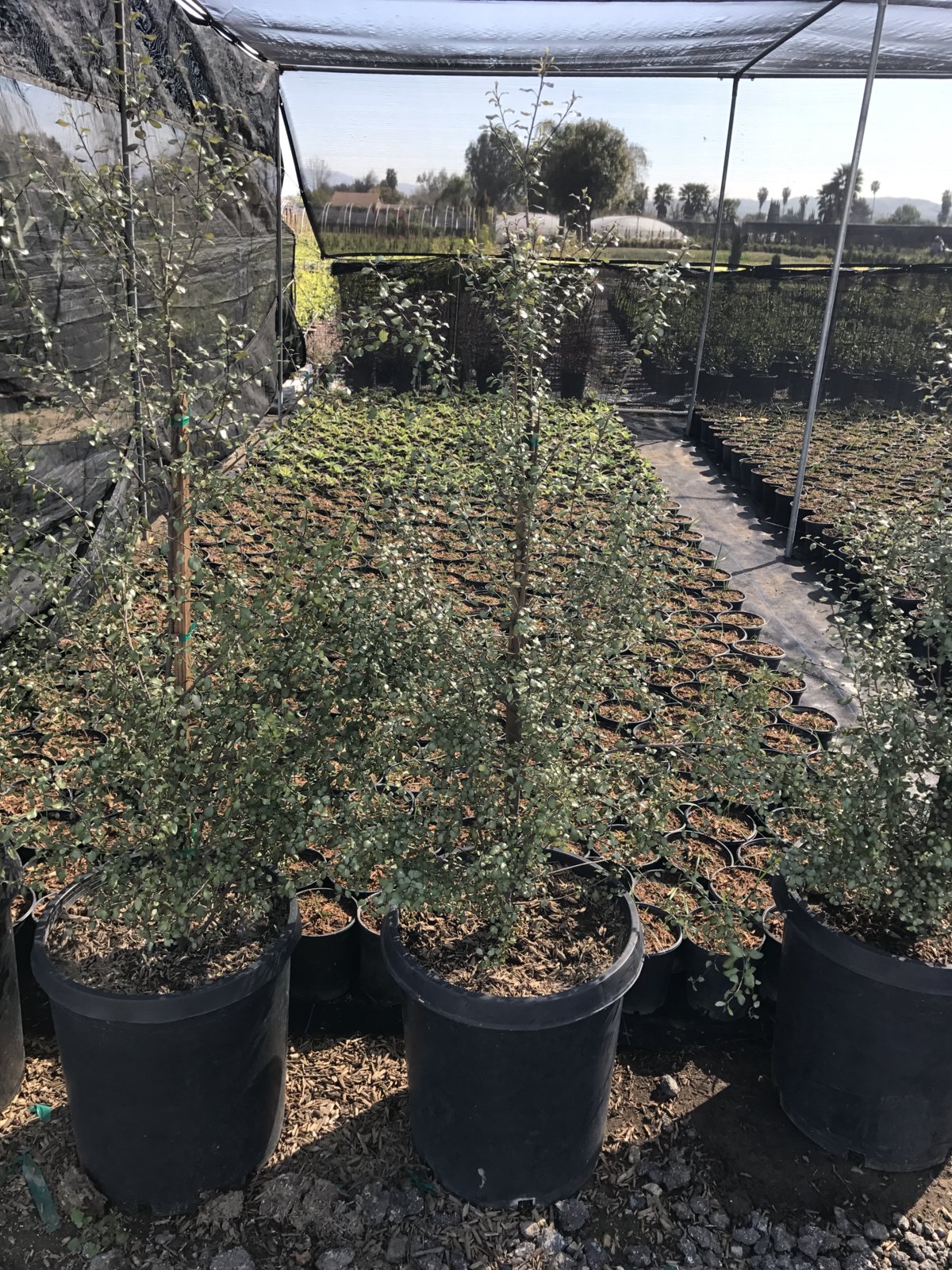 Buy Pittosporum Tenuifolium 'silver Sheen' (column)