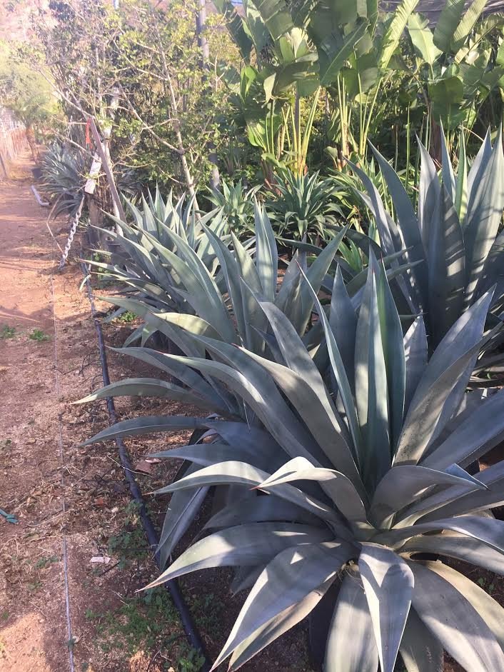 tora　アガベ　ウェベリー　agave weberi warlord Agave Weberi| Large And Beautiful Blue-Green Agave Plant For