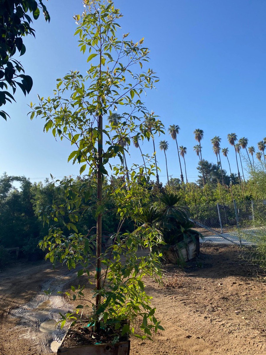 Buy Lophostemon confertus (Tristania conferta) (Brisbane Box)