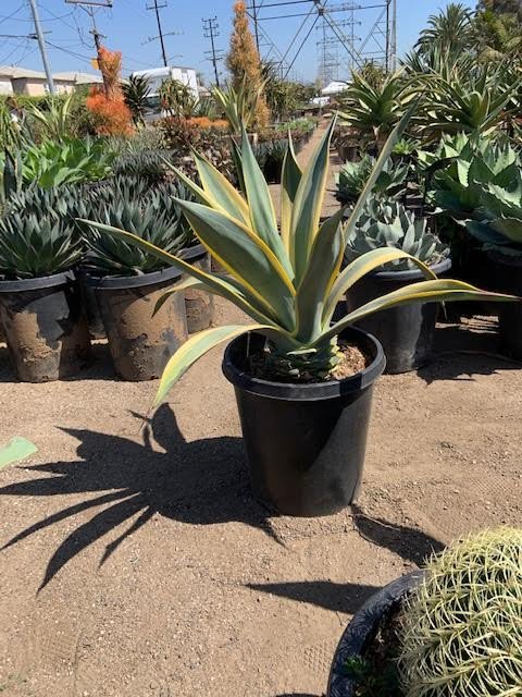 Buy Agave weberi 'Arizona Star' (Variegated Weber Agave) | Bidscape