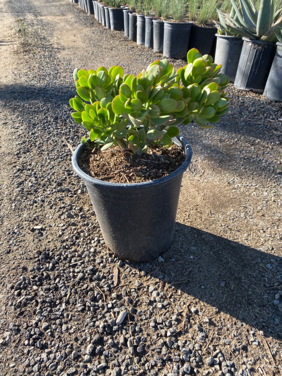 Buy Crassula ovata 'Pink Beauty' (Pink Beauty Jade Plant )