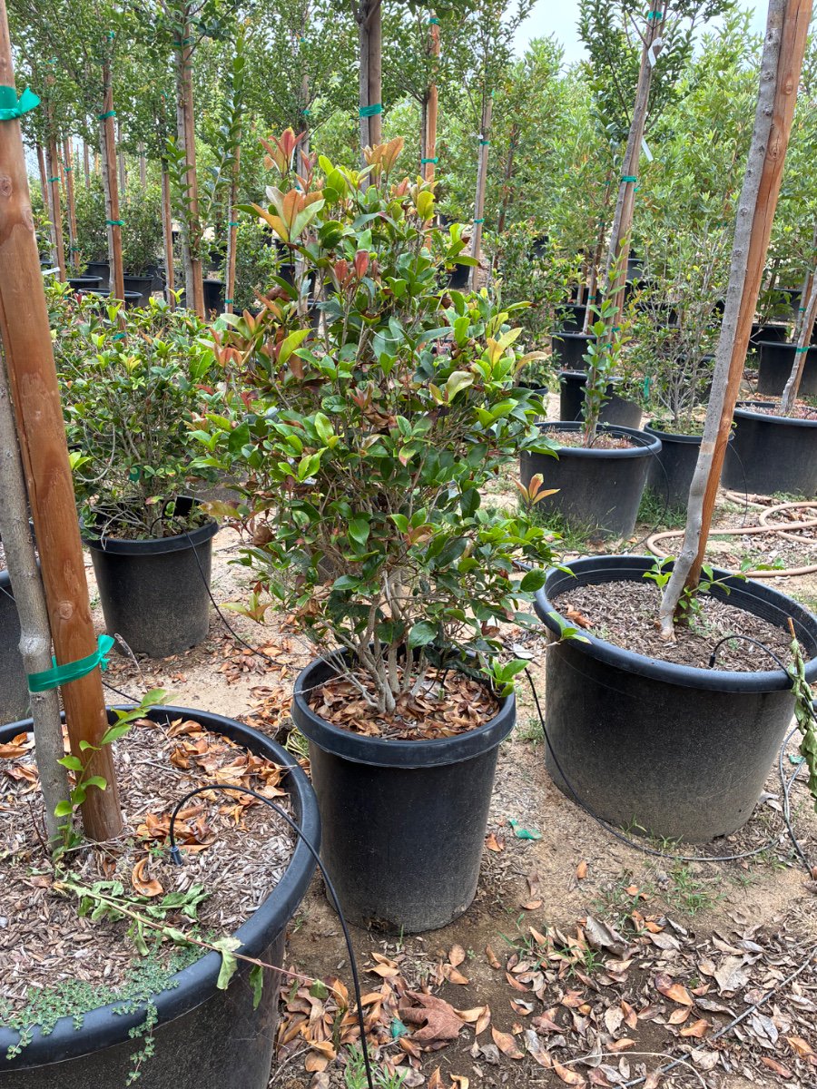 Buy Osmanthus fragrans (Sweet Olive, Tea Olive, Fragrant Olive)