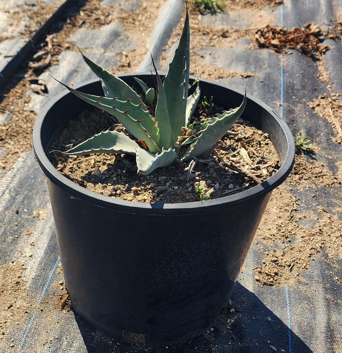 little agave Agave lophantha Miniskirt