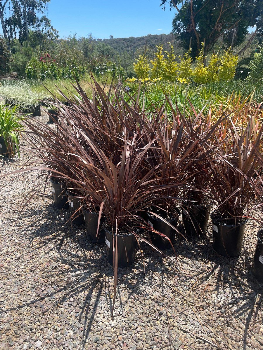 Buy Deschampsia cespitosa 'Schottland' (Scottish Tufted Hair Grass)