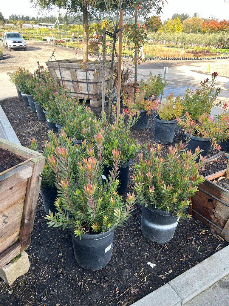 Buy Viburnum tinus (Laurustinus) | Bidscape