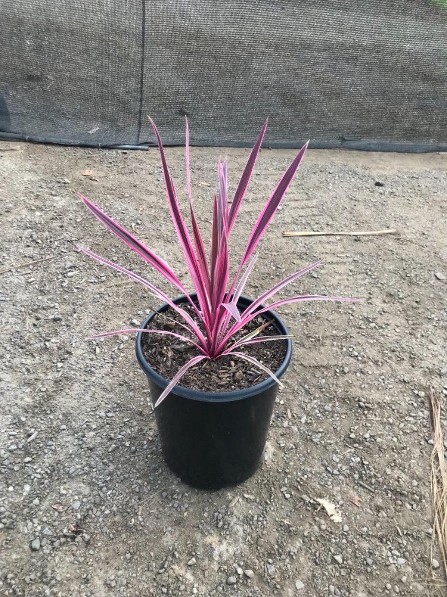 Buy Cordyline australis 'Pink Passion' (Cabbage Tree 'Pink Passion')
