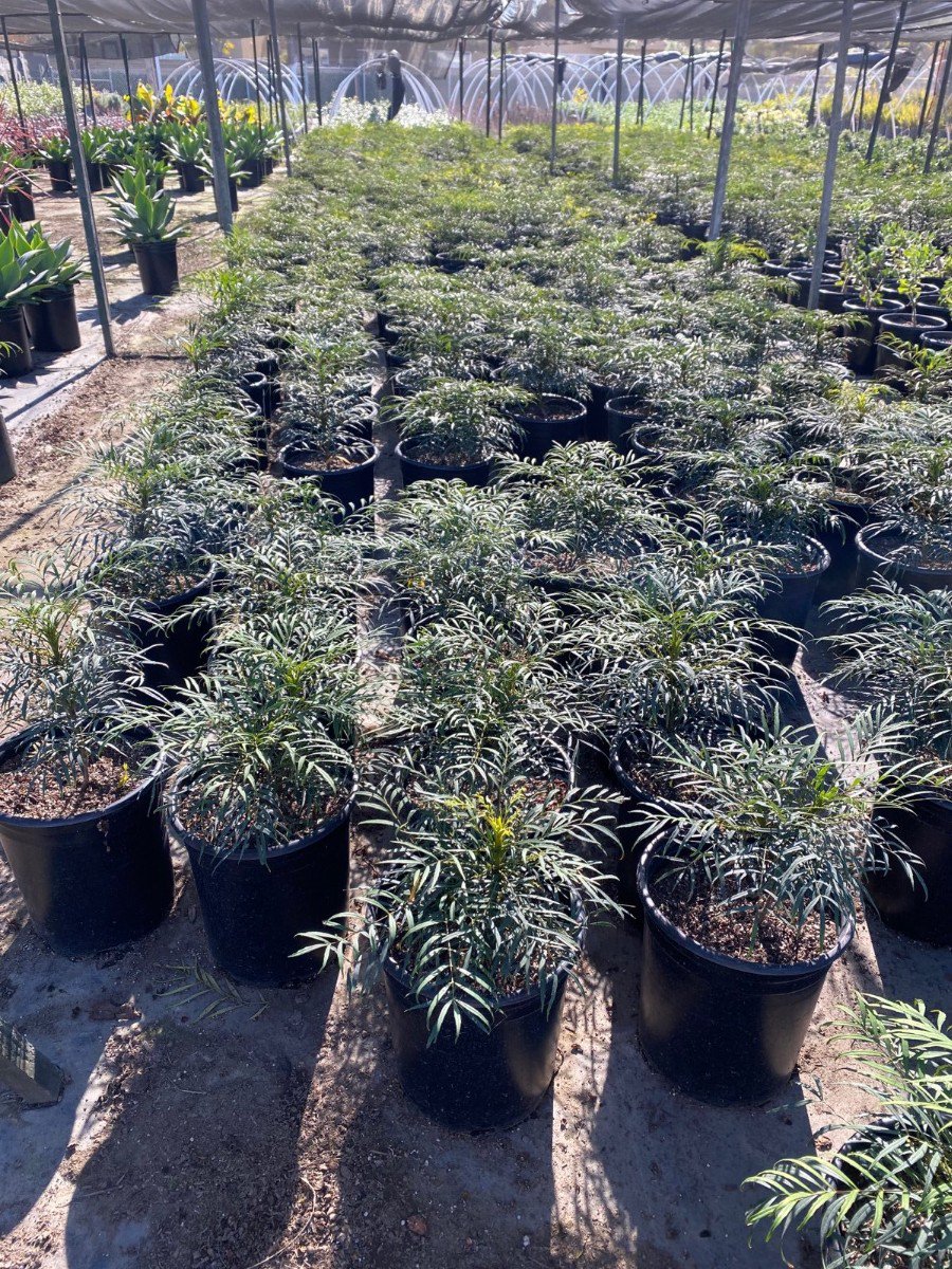 Buy Mahonia eurybracteata 'Soft Caress' (Soft Caress Mahonia)