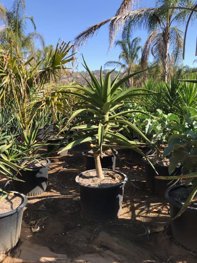 Buy Aloe barberae (A. bainesii) (Tree Aloe) | Bidscape