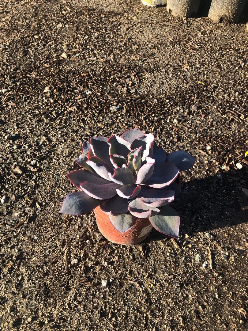 Buy Echeveria 'Afterglow' (Echeveria 'Afterglow') | Bidscape, image size:810x1080