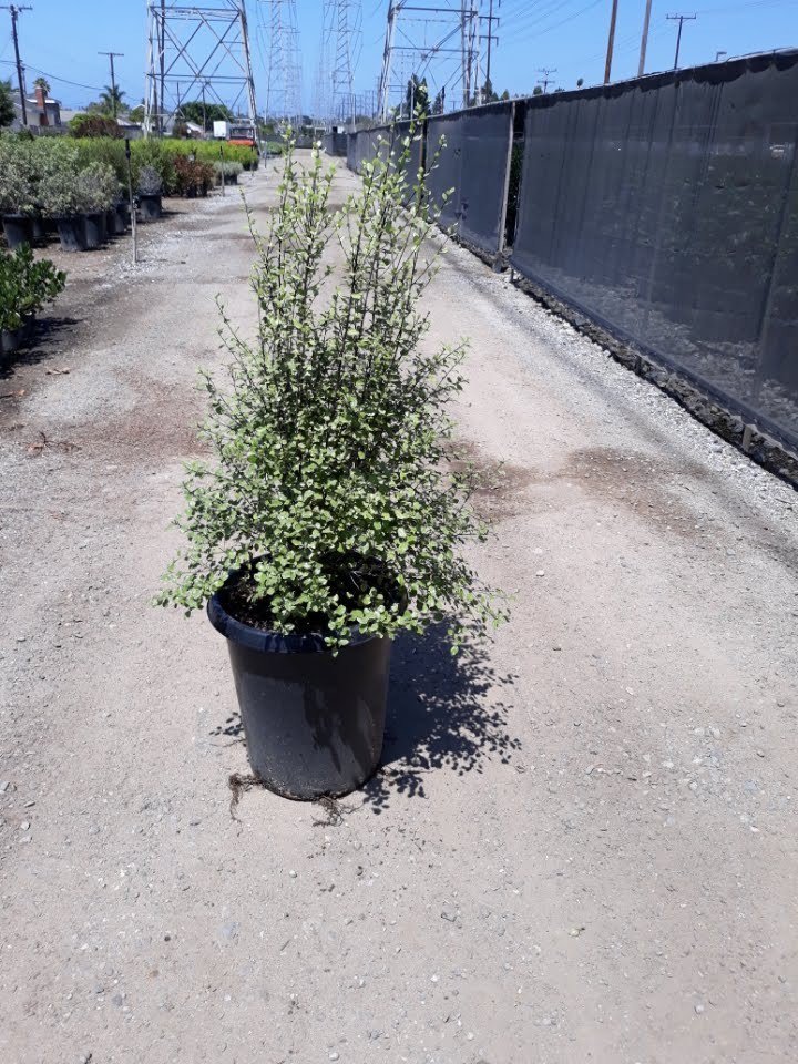 Buy Pittosporum tenuifolium 'Silver Sheen' (Silver Sheen Kohuhu)