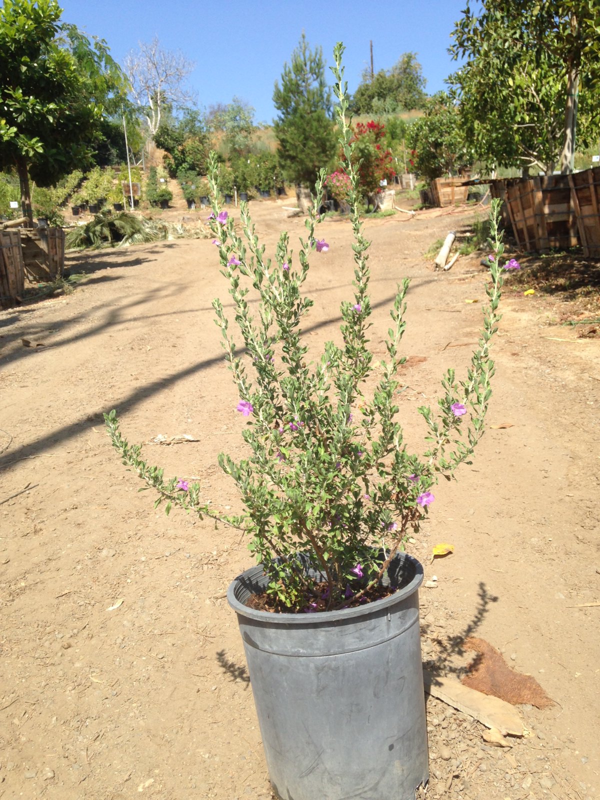 Buy Leucophyllum frutescens ‘Compacta’ (Compact Texas Ranger)