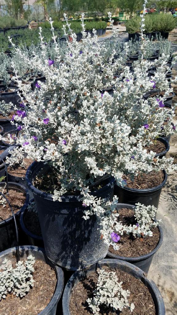 Buy Leucophyllum frutescens ‘Compacta’ (Compact Texas Ranger)