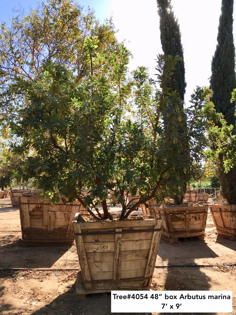 Buy Arbutus 'Marina' (Low Branch) (Marina Strawberry Tree
