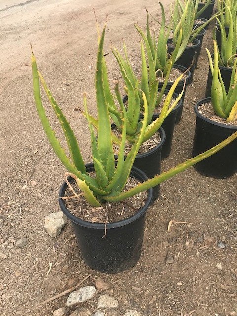 Buy Aloe camperi (Nubian Aloe) | Bidscape