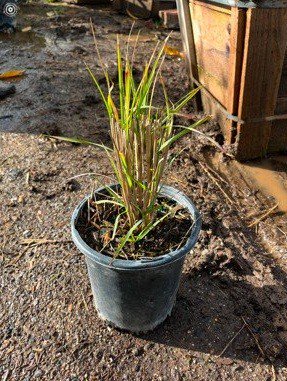 Buy Pennisetum 'Fairy Tails' (Evergreen Fountain Grass) | Bidscape