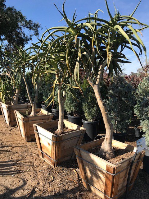 ＡＬＯＥです。 Buy Aloe barberae (A. bainesii) (Tree Aloe) | Bidscape