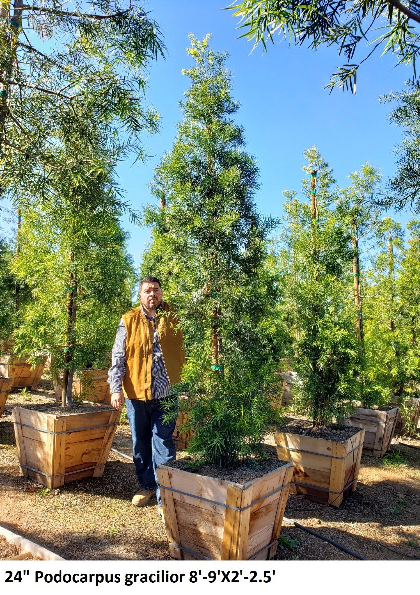 Buy Podocarpus gracilior (Column) (Fern Pine) | Bidscape