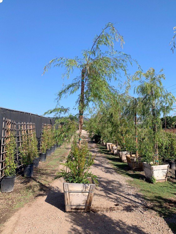 Buy Agonis flexuosa (Low Branching) (Peppermint Tree) | Bidscape
