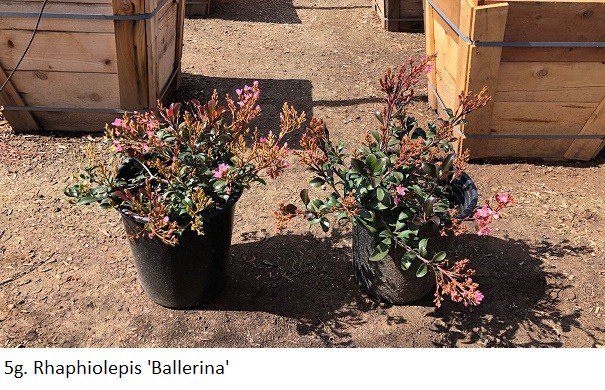 Buy Rhaphiolepis indica 'Ballerina' (Ballerina Indian Hawthorn)