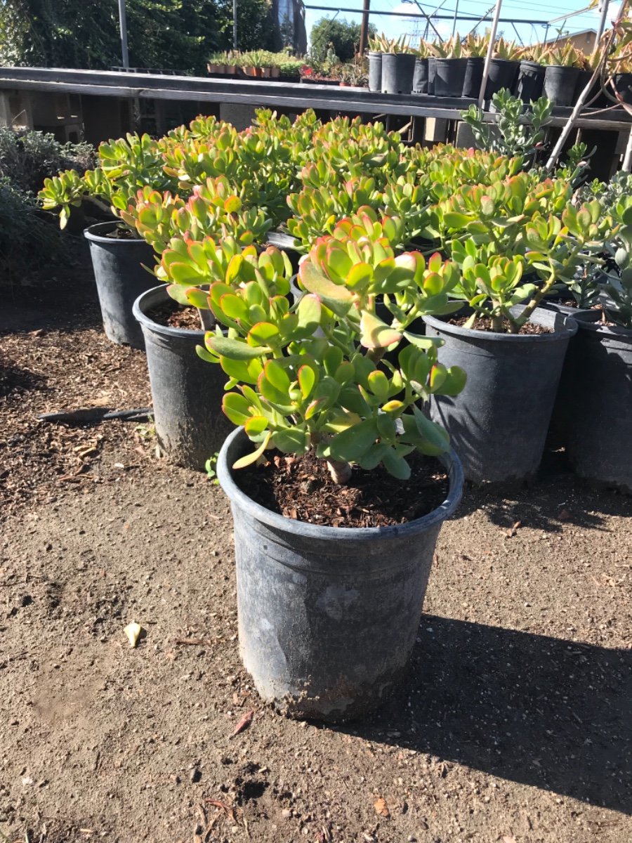 Buy Crassula ovata 'Pink Beauty' (Pink Beauty Jade Plant )