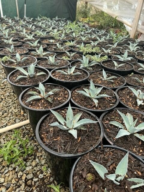 Buy Agave ovatifolia (Whale's Tongue Agave) | Bidscape Buy Agave ovatifolia (Whale's Tongue Agave) | Bidscape