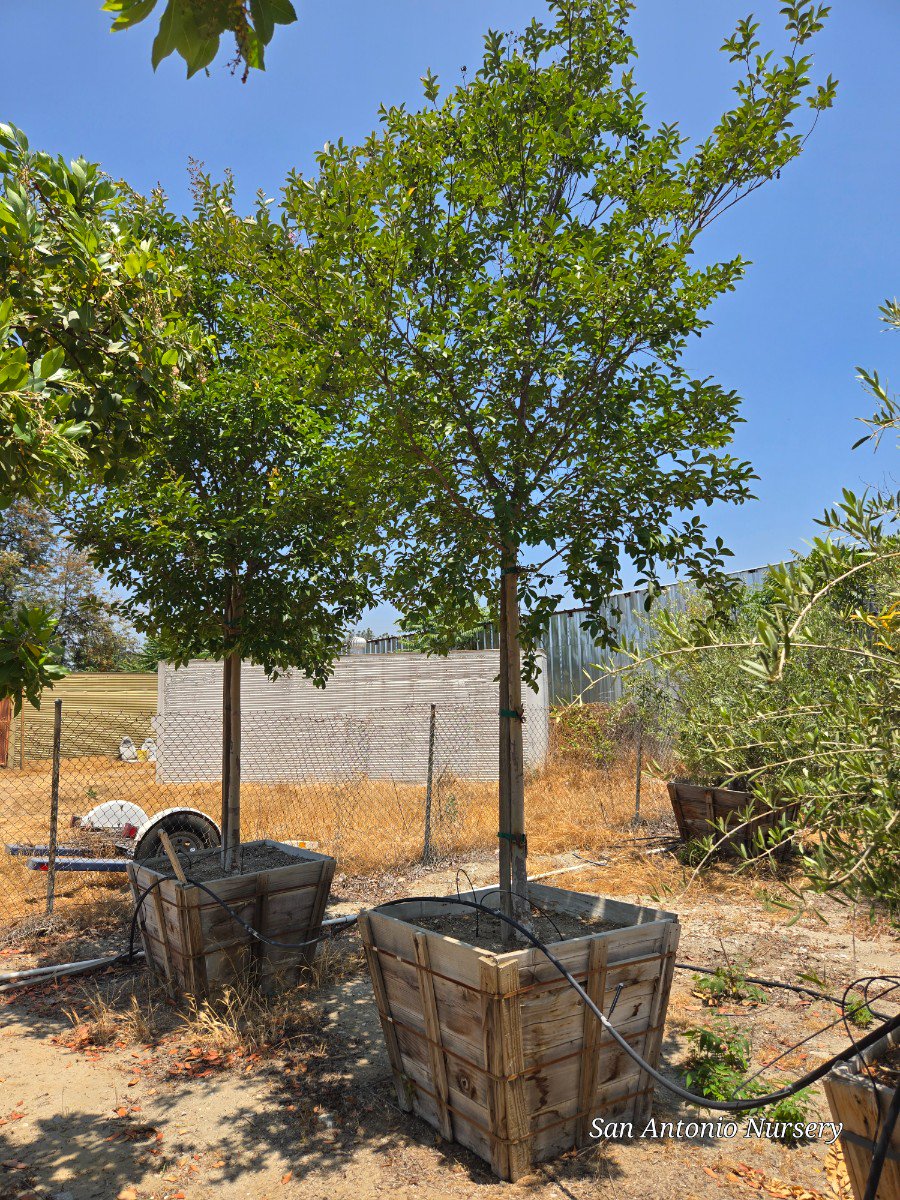 りょむ ✳︎プロフィール必読✳︎　Bottle TREE りょむ ✳︎プロフィール必読✳︎様専用 Bottle TREE - メルカリ