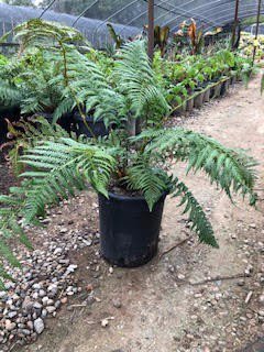 Buy Dicksonia antarctica (Tasmanian Tree Fern) | Bidscape
