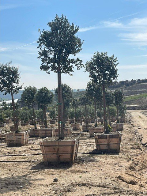 りょむ ✳︎プロフィール必読✳︎　Bottle TREE りょむ ✳︎プロフィール必読✳︎ Bottle TREE bottle-tree-queensland-