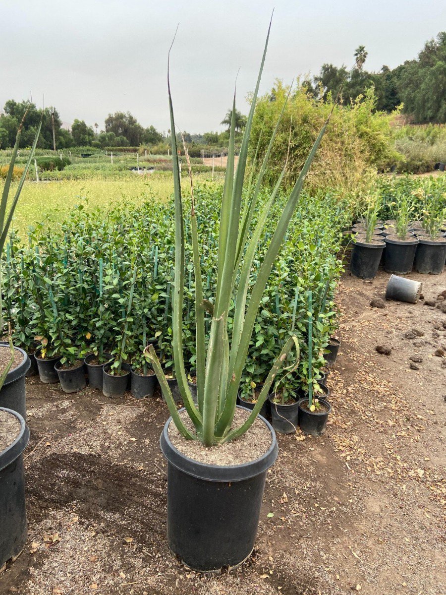 Buy Furcraea macdougallii (MacDougall's Furcraea) | Bidscape