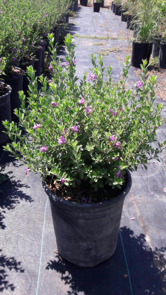 Buy Leucophyllum frutescens ‘Compacta’ (Compact Texas Ranger)