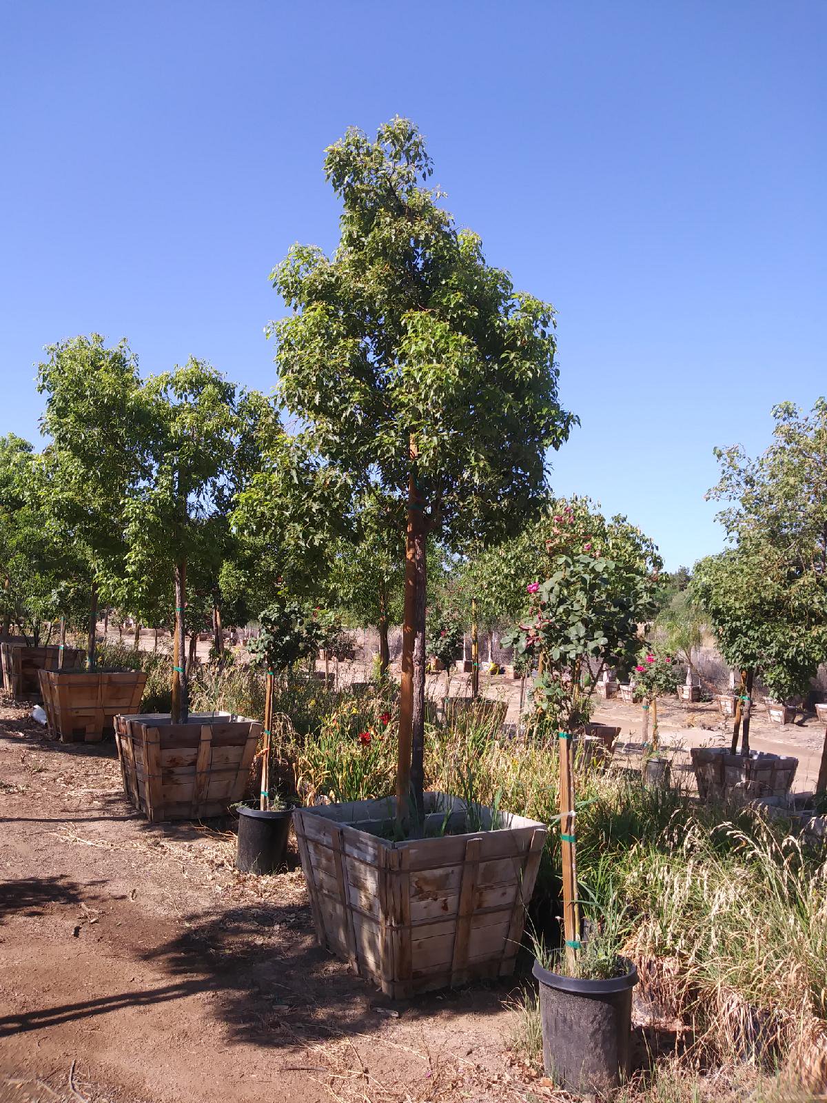 Buy Cinnamomum camphora (Standard) (Camphor Tree) | Bidscape