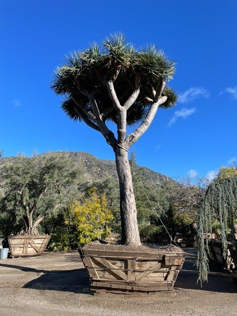 Yucca filamentosa 'BRIGHT EDGE' - Havlis.cz