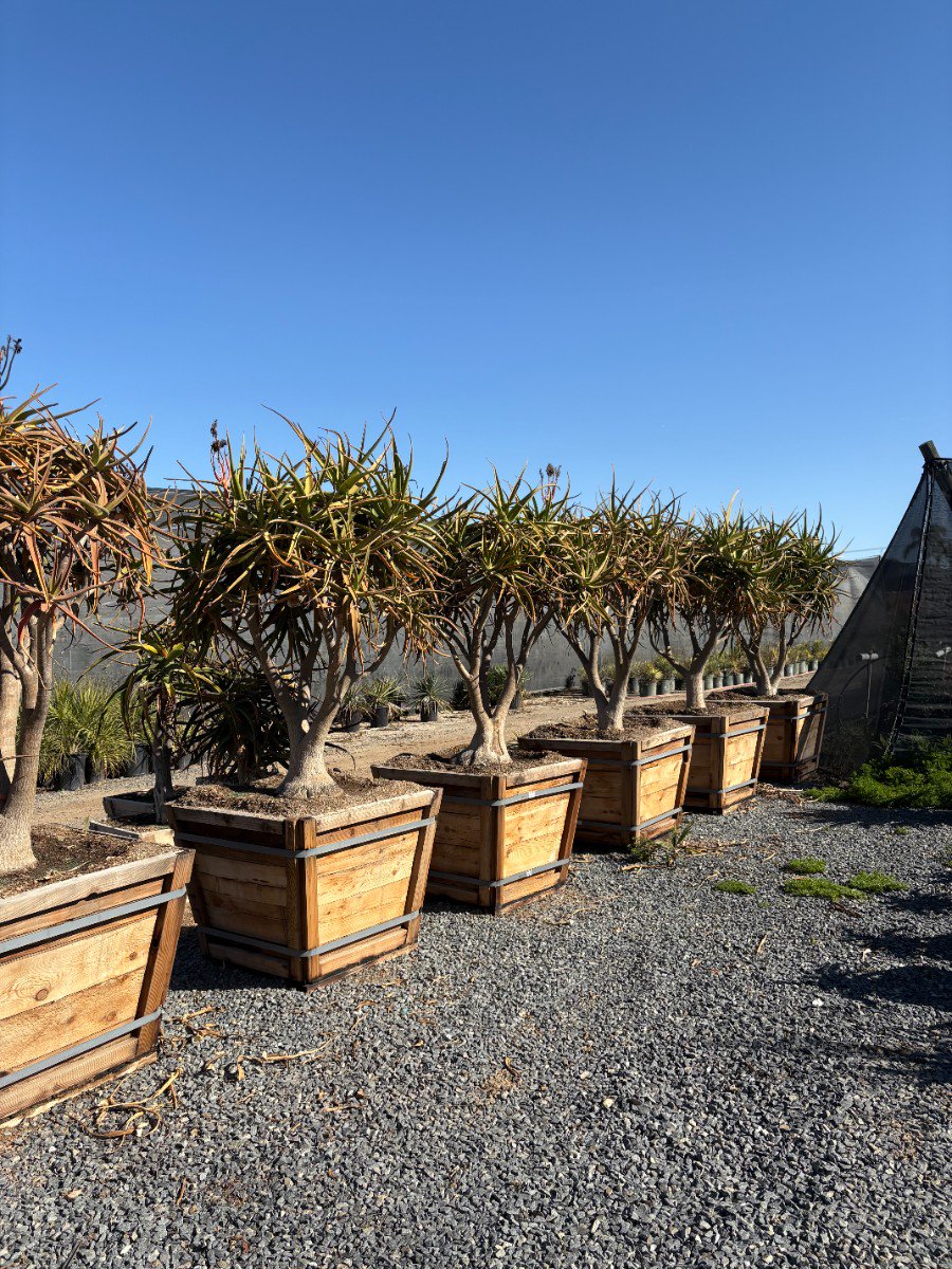 Buy Aloe tongaensis (Medusa Tree Aloe) | Bidscape