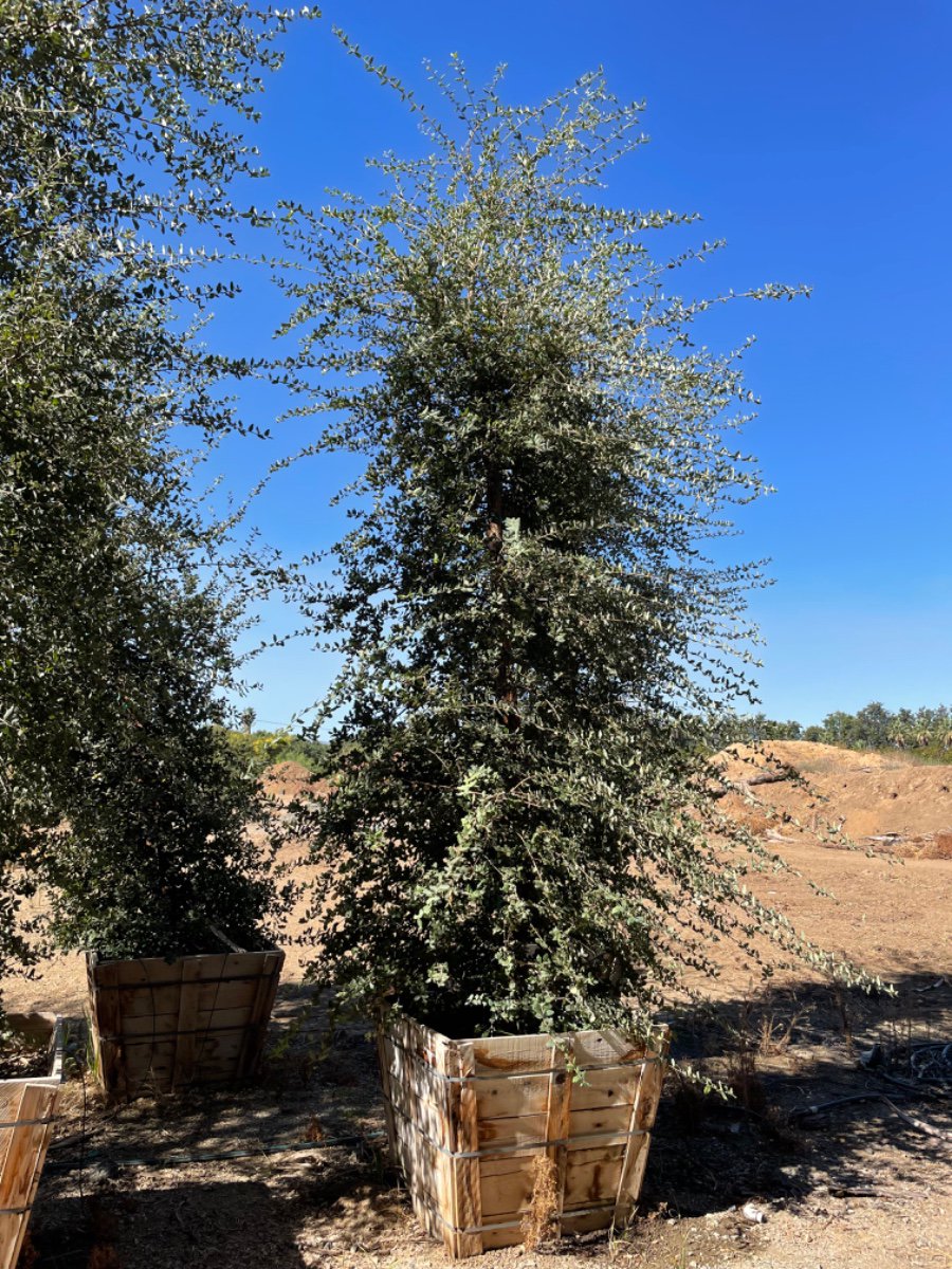 Buy Quercus suber (Cork Oak) | Bidscape