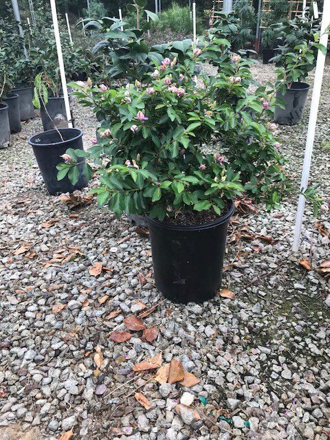 Buy Grewia occidentalis (G. caffra) (Lavender Starflower) | Bidscape